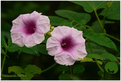 Ipomoea mauritiana